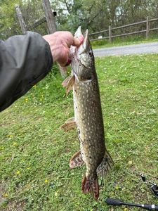 Northern Pike