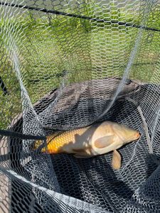 Leather Carp