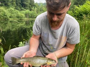 Brown Trout