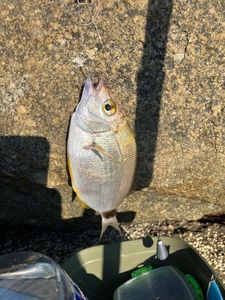 White Seabream