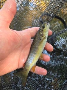 Brown Trout