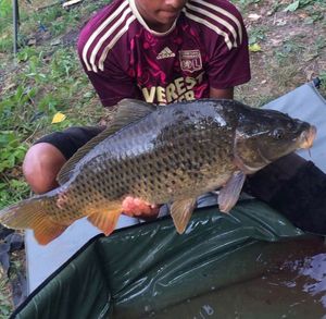 Common Carp