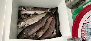 Rainbow Trout