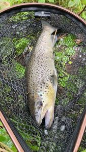 Brown Trout