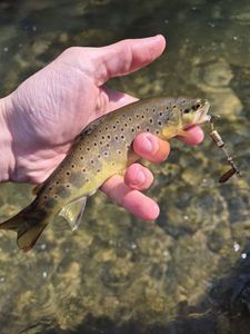 Brown Trout