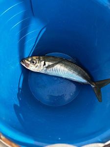 Atlantic Horse Mackerel