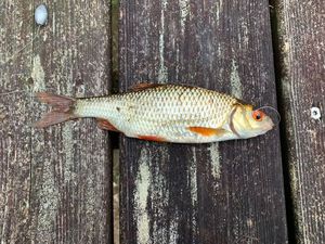 Roach