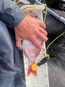 Red Porgy