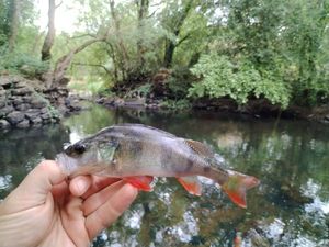 European Perch