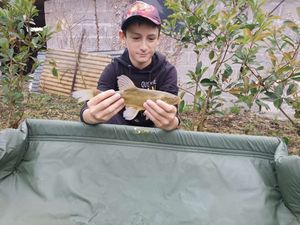 Tench