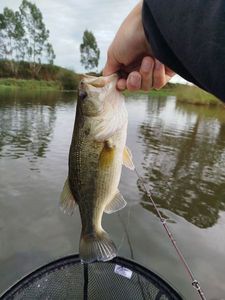 Largemouth Bass