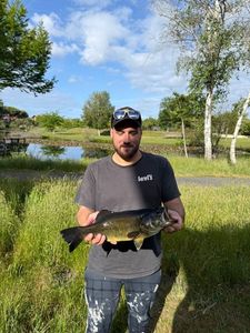 Largemouth Bass