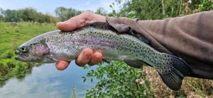 Rainbow Trout