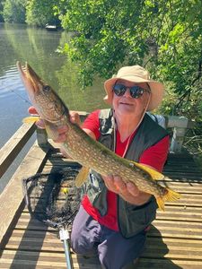 Northern Pike