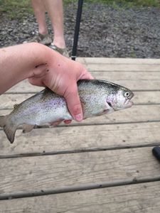 Rainbow Trout