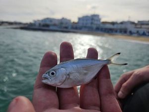Pompano