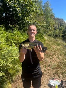 Largemouth Bass