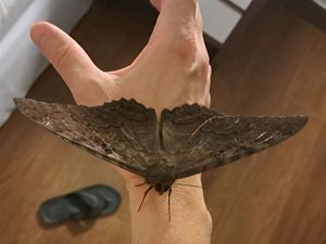 Papillon deuil