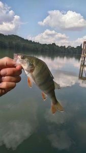 European Perch