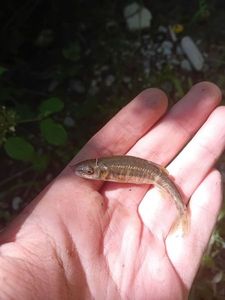 Common Minnow