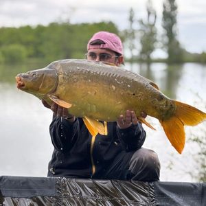 Mirror Carp