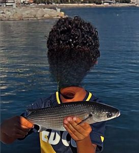 Thicklip Grey Mullet