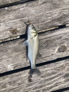 European Bass (Seabass)