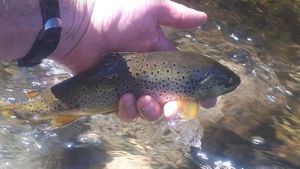 Brown Trout
