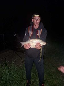 Common Bream