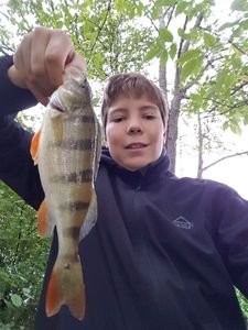 European Perch