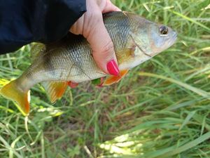 European Perch