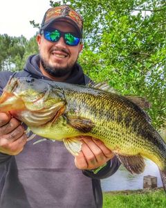 Largemouth Bass