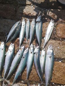 Mackerel