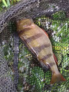 European Perch