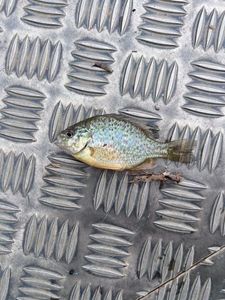 Green Sunfish