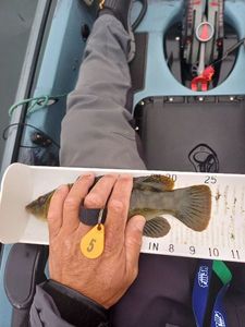 Ballan Wrasse