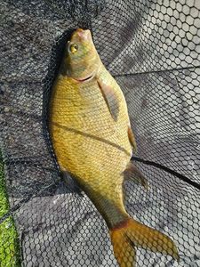 Common Bream