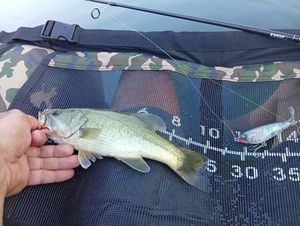 Largemouth Bass