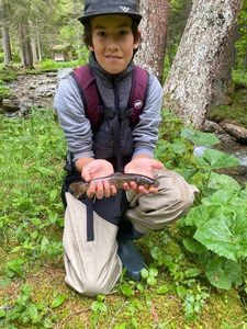 Brown Trout