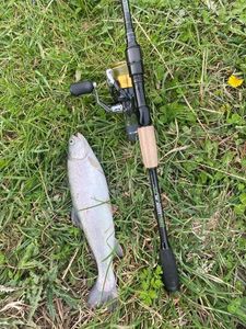 Rainbow Trout