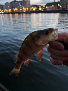 European Perch