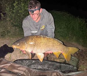 Common Carp