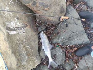Oxeye Tarpon