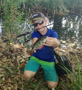 European Perch