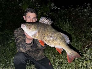 European Perch