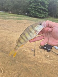 European Perch