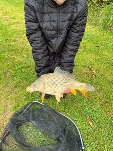 Common Carp