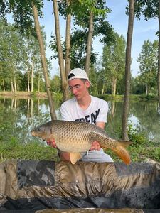 Common Carp