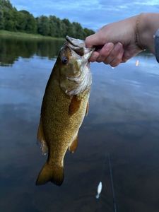 Smallmouth Bass