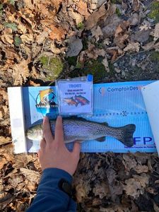 Rainbow Trout